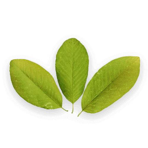 Guava Leaf