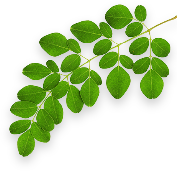 moringaoleifera